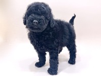 トイ・プードル