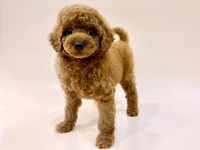 トイ・プードル