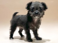 ミックス（犬）