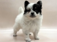 ミックス（犬）