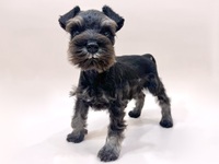 ミニチュア・シュナウザー