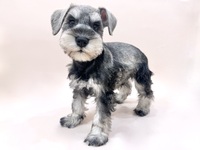 ミニチュア・シュナウザー