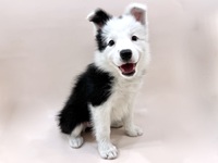 ボーダー・コリー