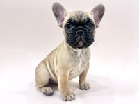 フレンチ・ブルドッグ