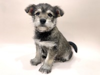 ミックス（犬）