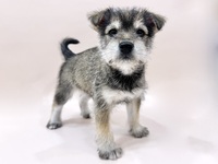 ミックス（犬）