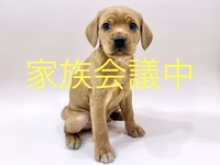 ミックス（犬）