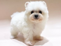 ミックス（犬）