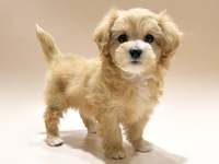 ミックス（犬）