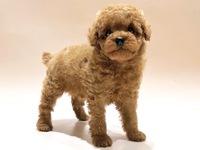 トイ・プードル