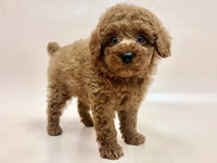 トイ・プードル