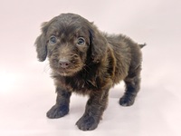 ミックス（犬）