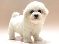 ビション・フリーゼ