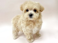 ミックス（犬）