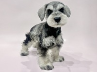 ミニチュア・シュナウザー