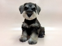 ミニチュア・シュナウザー