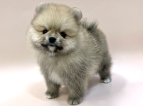 ポメラニアン