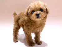 トイ・プードル