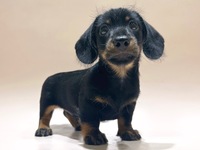 ミニチュア・ダックスフンド