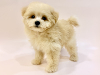 ミックス（犬）