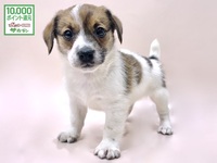 ジャック・ラッセル・テリア