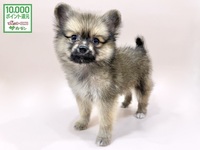 ミックス（犬）