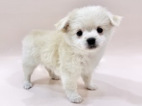 ミックス（犬）