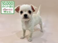 ミックス（犬）