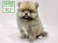 ポメラニアン