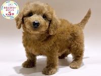 ミックス（犬）