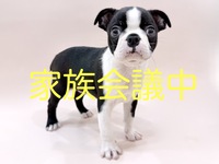 ボストン・テリア