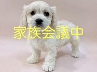 ミックス（犬）