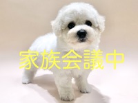ビション・フリーゼ