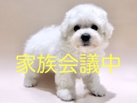 ビション・フリーゼ