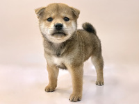 柴犬