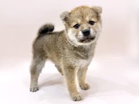 柴犬
