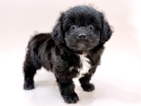 ミックス（犬）