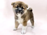 柴犬