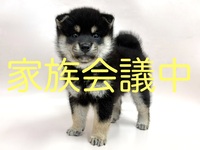 柴犬