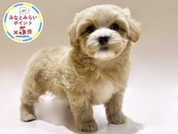ミックス（犬）