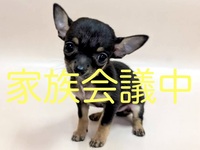 チワワ