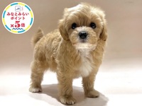ミックス（犬）