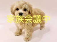 ミックス（犬）