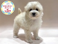 ミックス（犬）