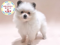 ポメラニアン