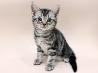 アメリカン・ショートヘアー