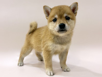 柴犬